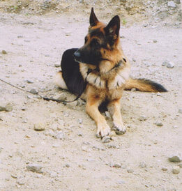 Jacko